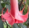 Blomsterknatten